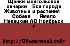 Щенки монгольской овчарки - Все города Животные и растения » Собаки   . Ямало-Ненецкий АО,Ноябрьск г.